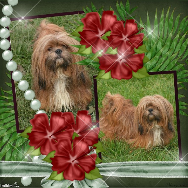 Ugppa-of-tsar de Koempfer